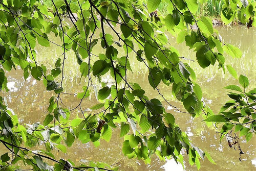 ウダイカンバの木の特徴