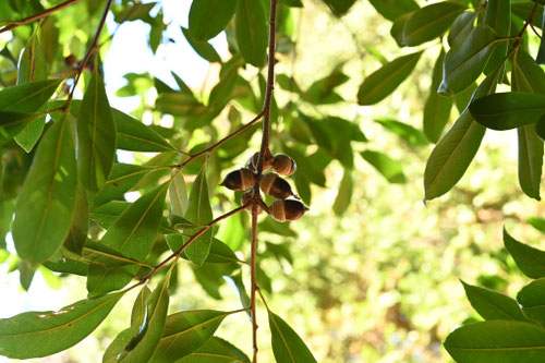 ツクバネガシのどんぐり,つくばねがし
