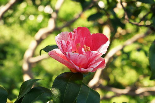 灌花絞（かんかしぼり）