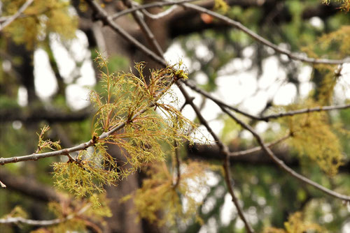 white ash tree flower