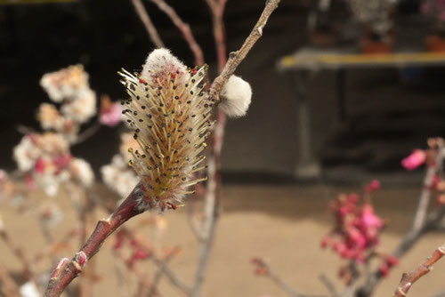 桃色のねこやなぎの花,猫柳
