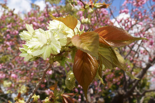 黄桜,種類