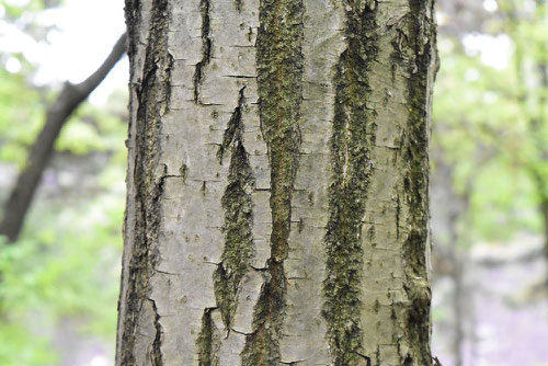 Chestnut tree,picture.Japan