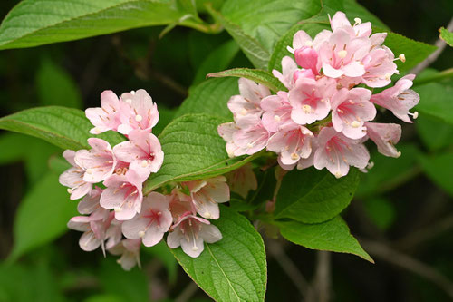 Japanese weigela,flower