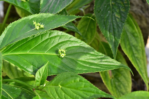 琉球花筏,花