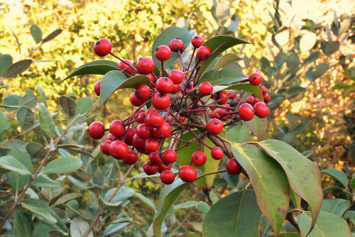 ソヨゴ,そよごの木,赤い実