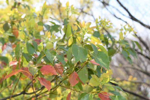 Camphor tree