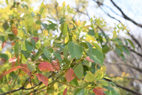 クスノキ,Camphor tree