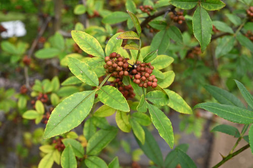 冬山椒,ふゆざんしょう