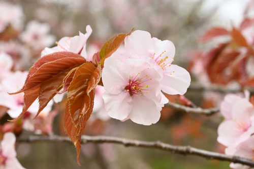 ヤマザクラ,やまざくら,山桜の木,品種