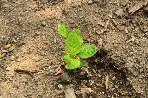 アイ,植物,芽出し,藍,あい