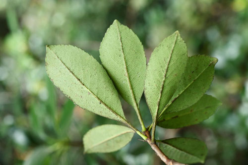 シャリンバイ,Indian hawthorn