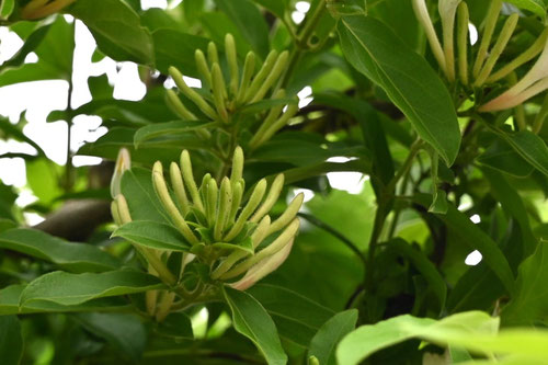 忍冬,植物,すいかずら