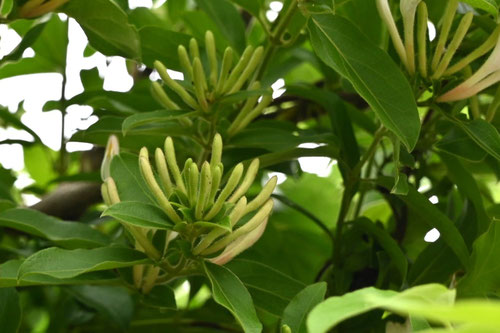 スイカズラ,忍冬,植物,すいかずら