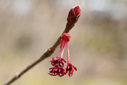 雄花,雌花,ハナノキ