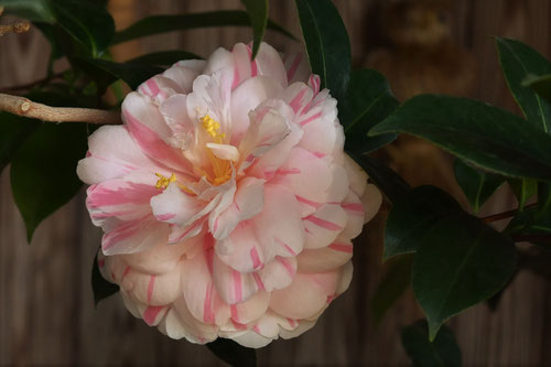 ジョイケンドターフ　