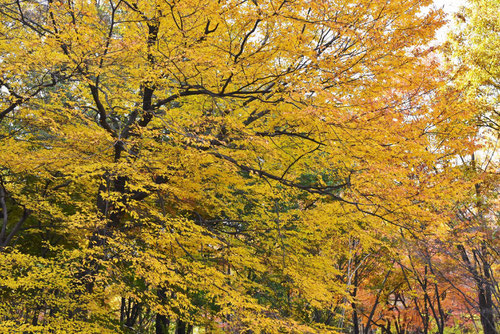 Japanese loose-flowered Hornbeam