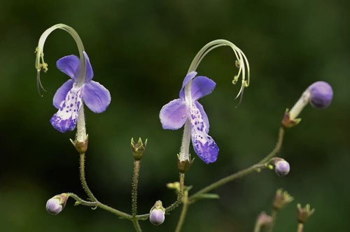 雁金草の花,画像