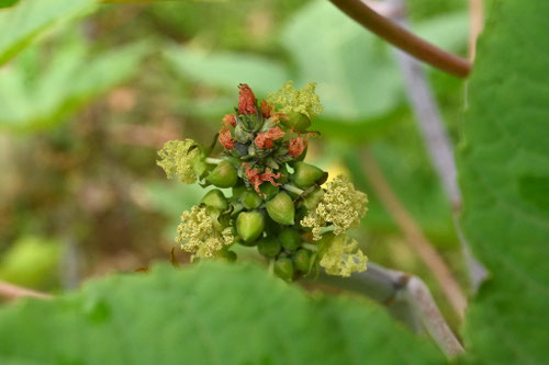めばな,メバナ,おばな,雄花
