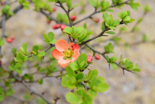 ボケの花,草木瓜,樹木図鑑