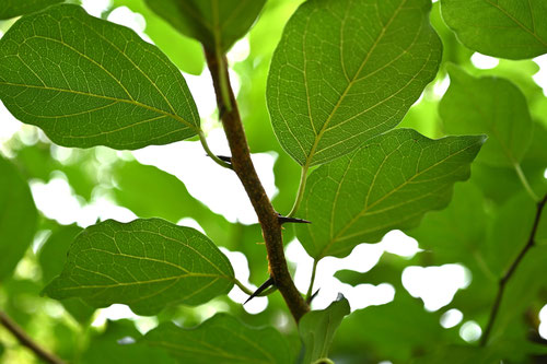 ハリグワの木,植物