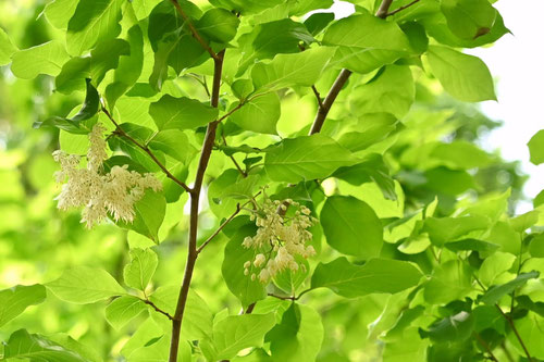 5月に咲く花,白