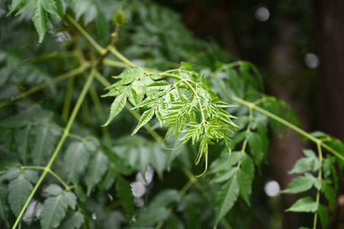 センダン,Chinaberry,せんだん
