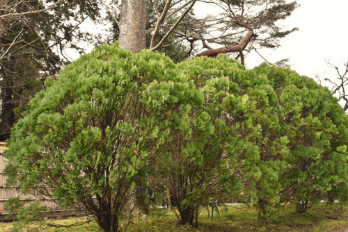 かきねにつかう木
