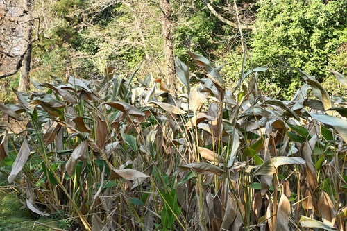 Water canna