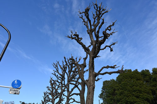 ナンキンハゼ,とうはぜの木,トウハゼ,樹木