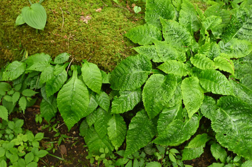 いわたばこ,葉っぱ,植物