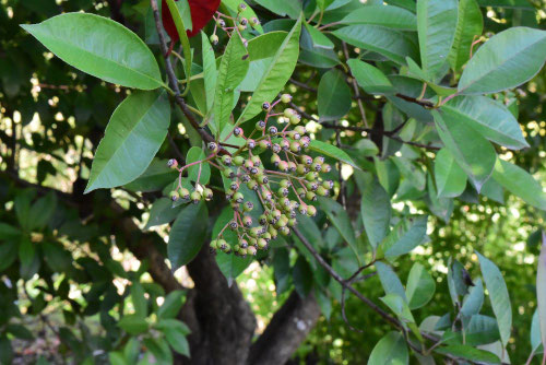 カナメモチ,実,画像,かなめもち
