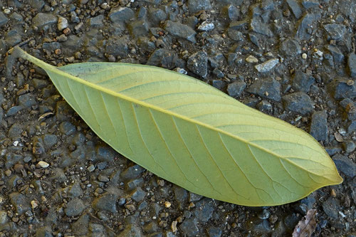 マテバシイ,Japanese stone oak
