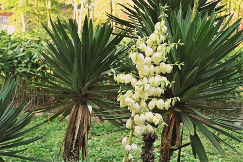 潮風に強い樹種一覧