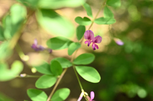 ヤマハギ,やまはぎ,花,画像