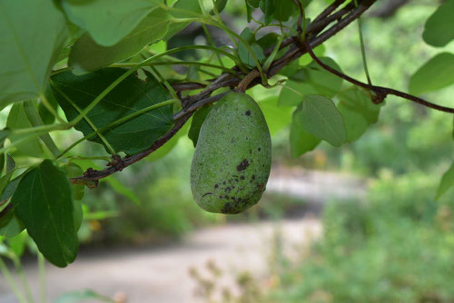 akebi,fruits