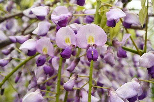 藤の花 画像