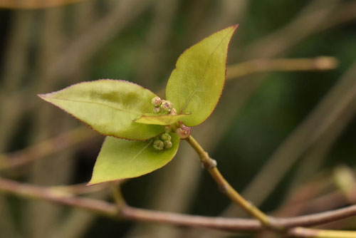 ツリバナ,植物,つりばなの木の特徴は