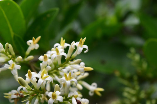 イボダノキの花