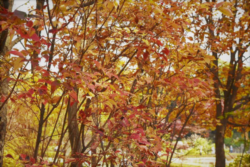 オトコヨウゾメ,おとこようぞめ,紅葉,画像