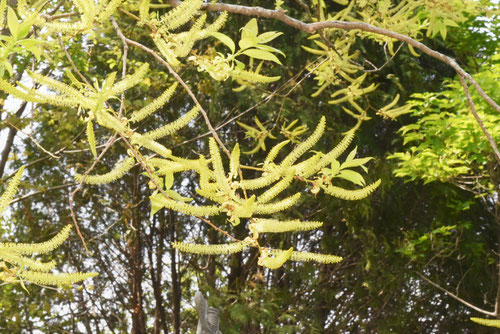 開花時期,あかめやなぎ