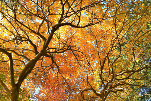 美しい紅葉と樹形 株立の ヤマコウバシ 673 樹高1.3m位 縁起担ぎの木 ヤマコウバシ（山香ばし） - 庭木図鑑 植木ペディア