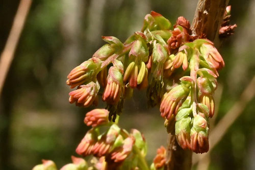 ドクウツギ,どううつぎ,一郎兵殺し,毒がある植物,危険な花