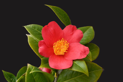 雪椿,ユキツバキの花,ゆきつばきとヤブツバキの違いは