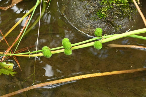 おもだか,水草