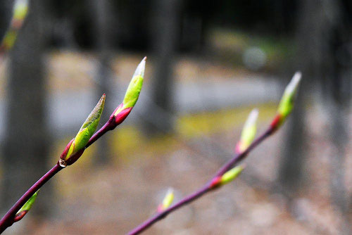 ネジキの芽吹き,ねじき