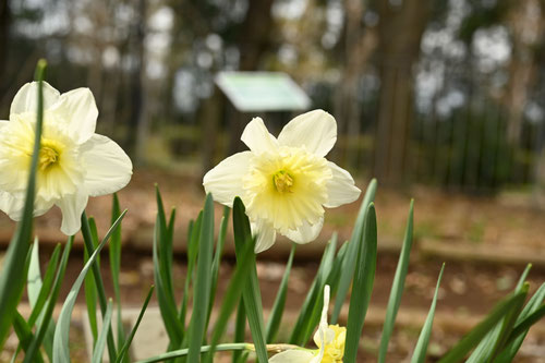 スイセンの花,narcissus,flower