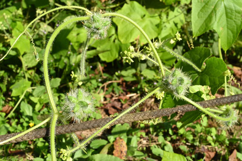 実,種子,あれちうり,アレチウリ,荒地瓜