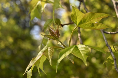 Chinese sweetgum,leaf