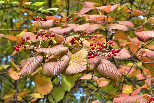 ガマズミの紅葉,黄葉